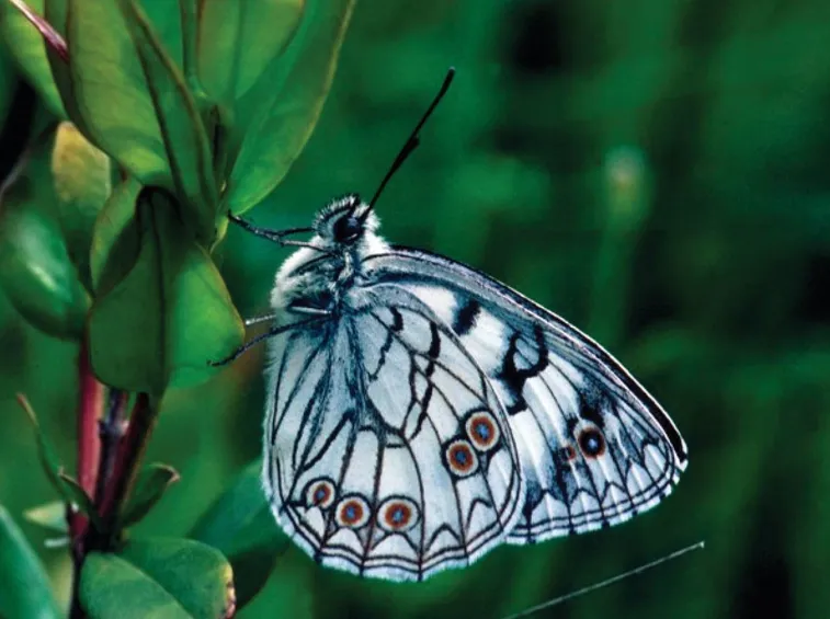Farfalla Melanargia arge