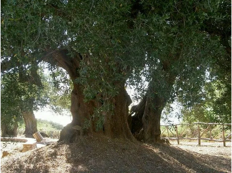 Olea europaea