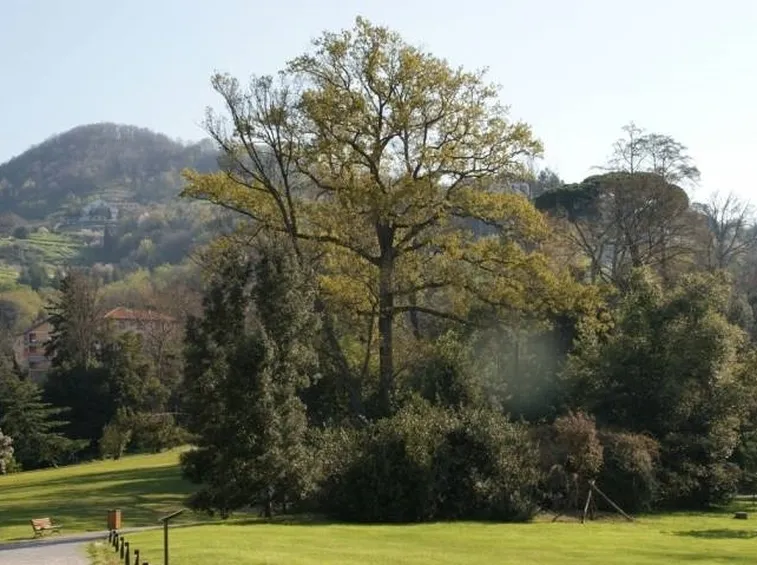 Un particolare del parco di Villa Serra