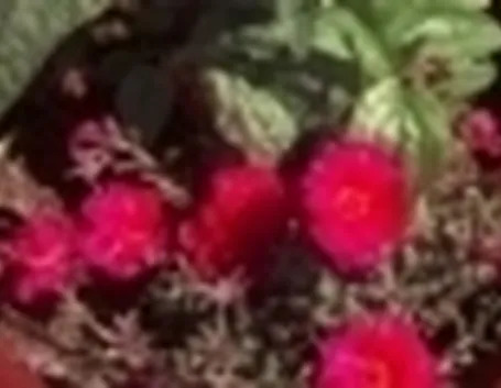 portulaca