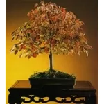 zelkova