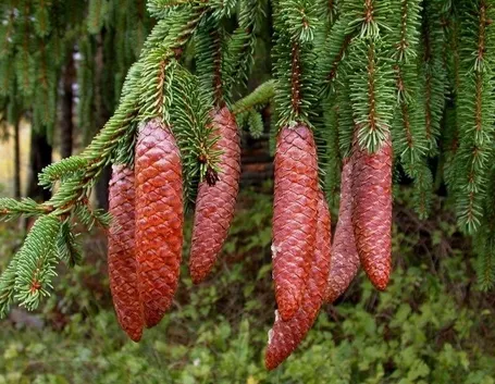 abete rosso