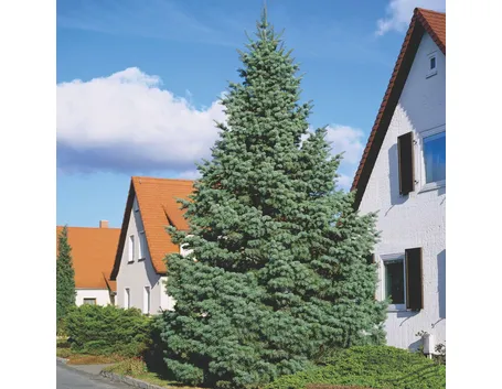 abies concolor
