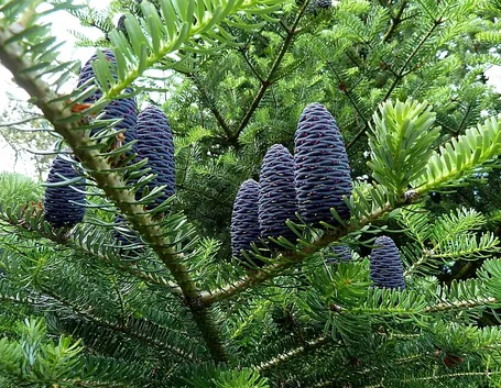 Abies koreana - pigne
