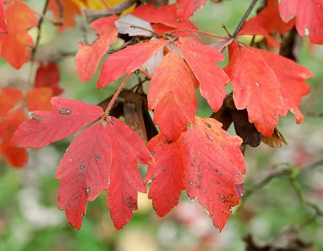Acer griseum - Albero