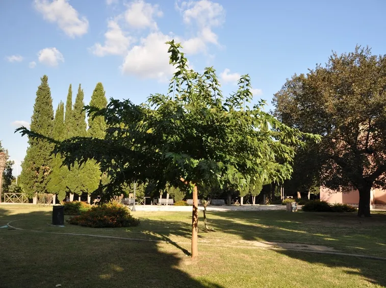 acer negundo
