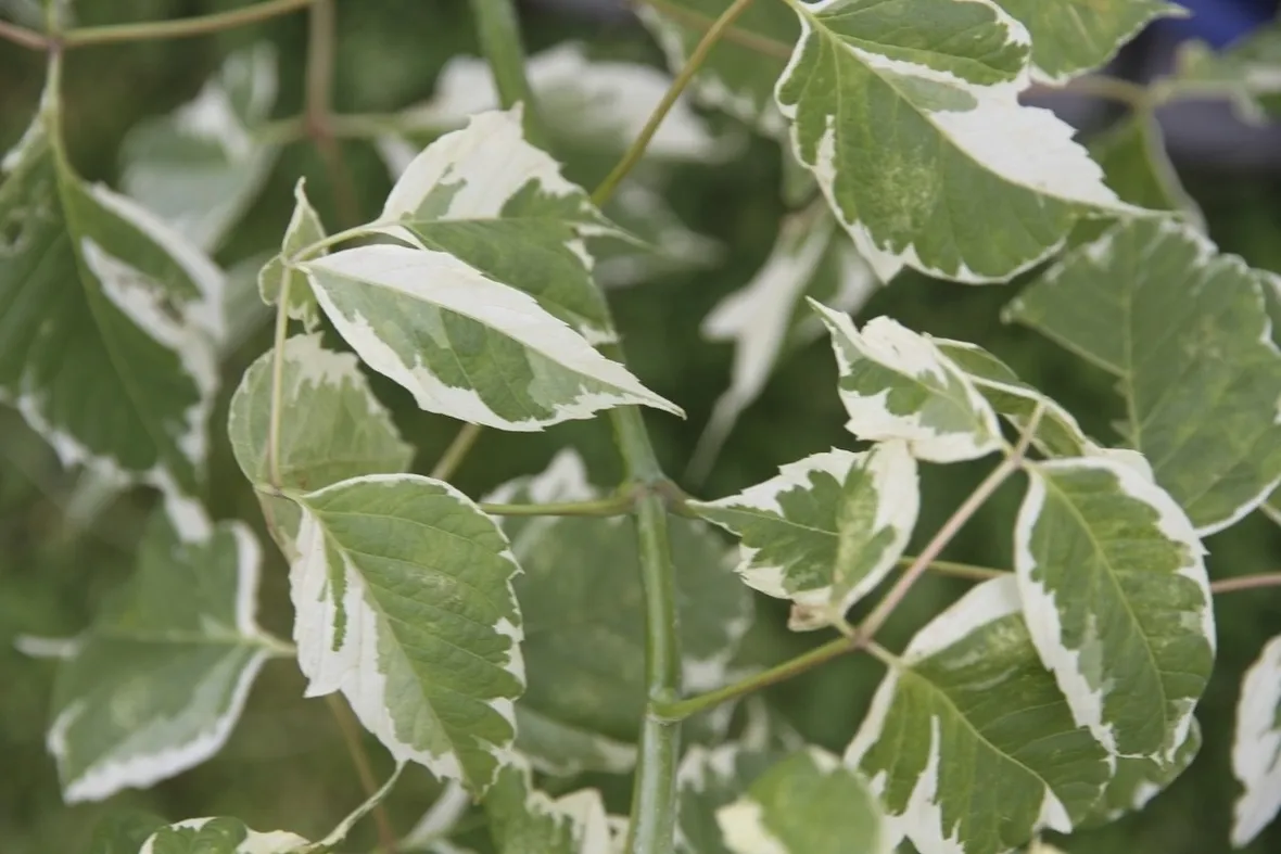Acer negundo - Foglie