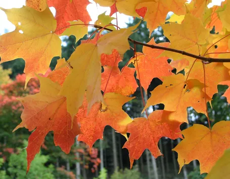 Acer saccharum - Pianta