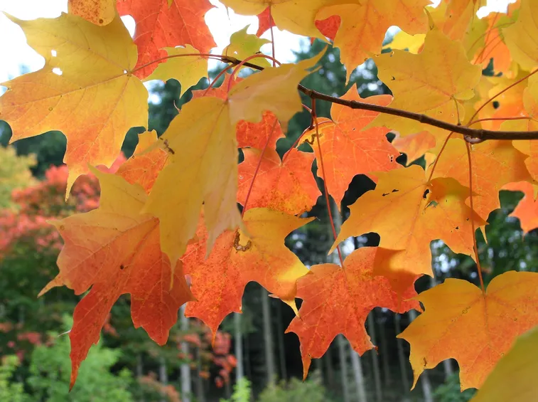 Acer saccharum - Pianta