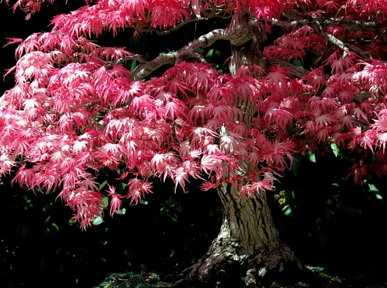 Acer palmatum