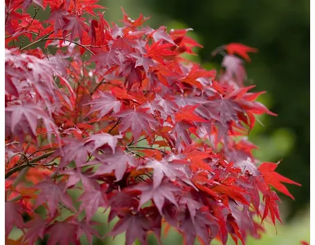 Foglia di acer palmatum