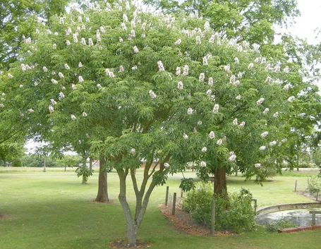 giovane pianta di aesculus californica