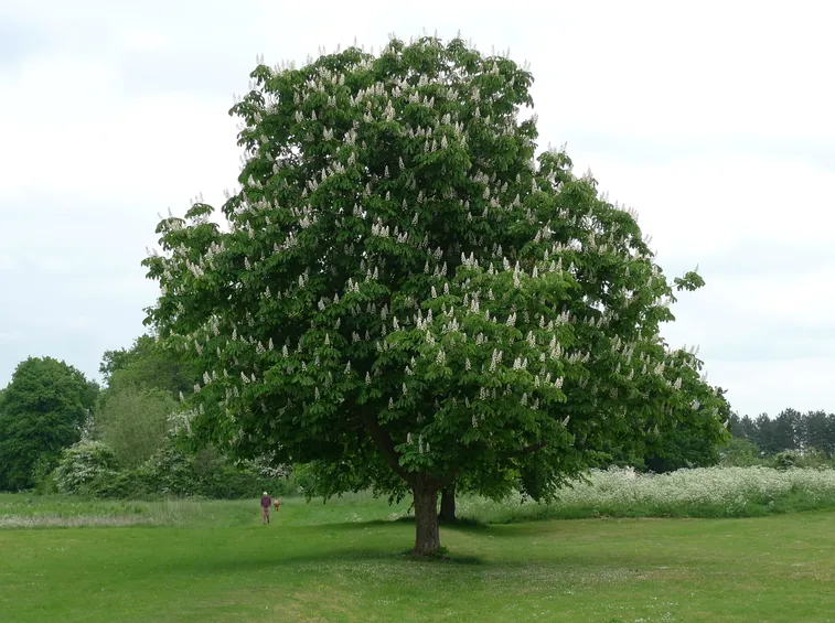 albero di ippocastano