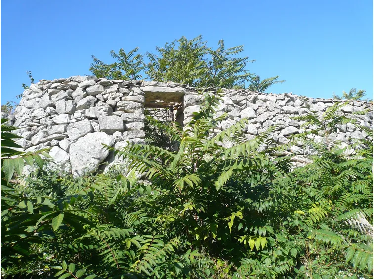 Storia ailanto