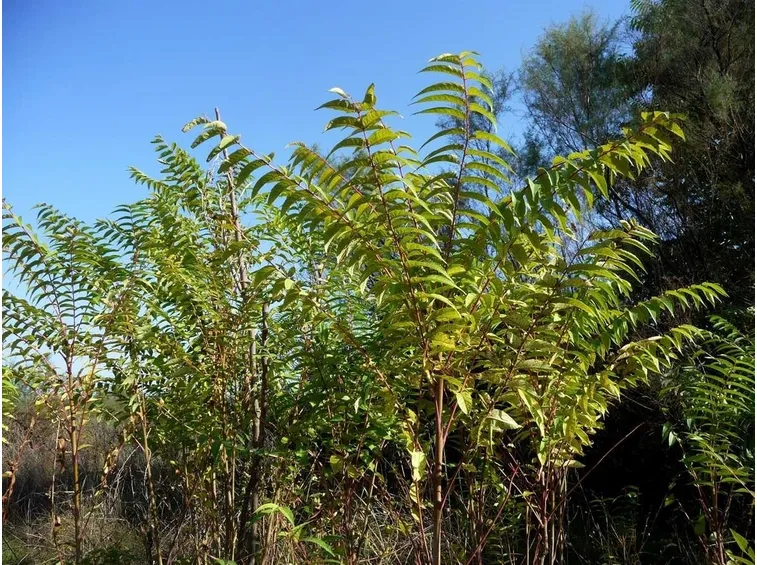 Habitat ailanto