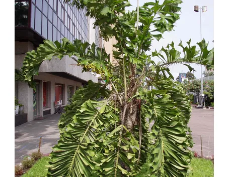 Aiphanes albero
