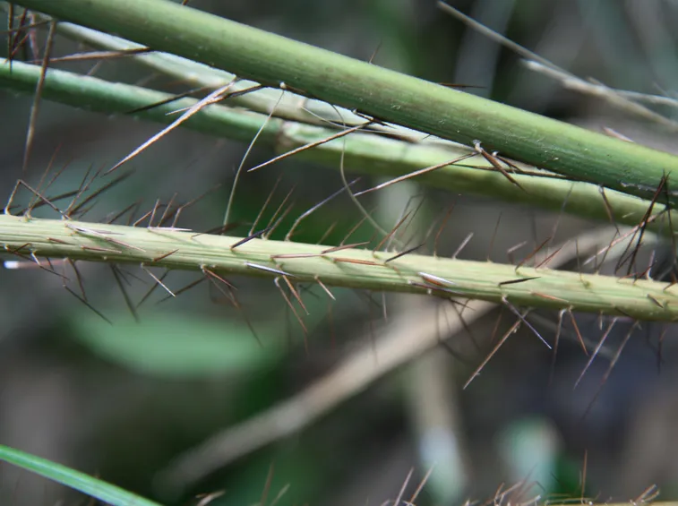 aiphantes aculeata