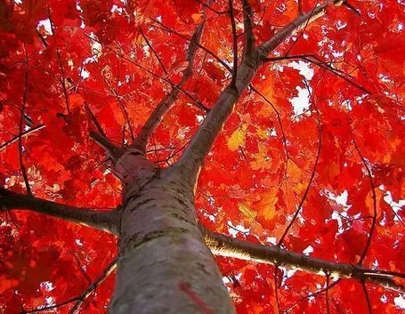 quercia rossa