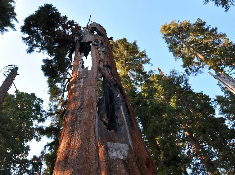 sequoie