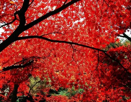 acero rosso