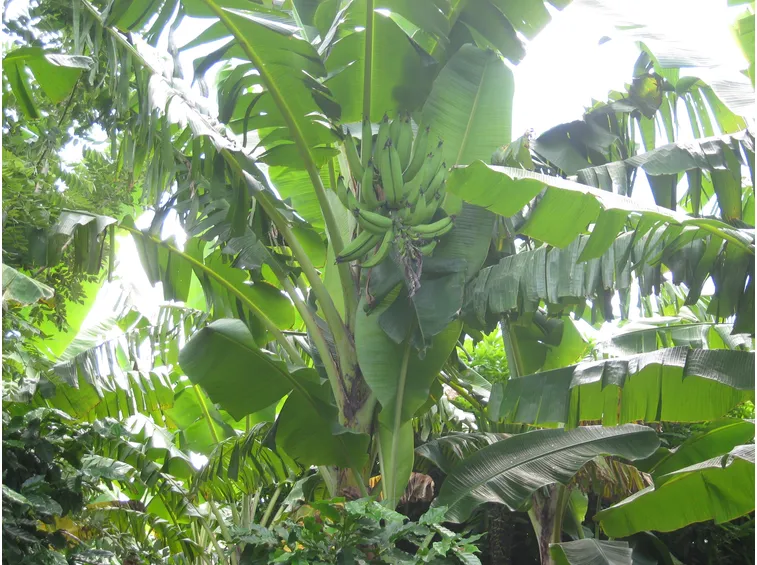 platano