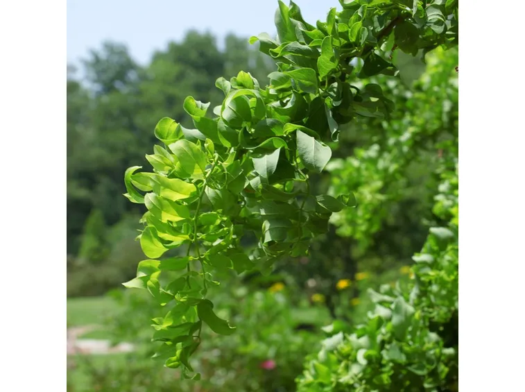 foglie robinia