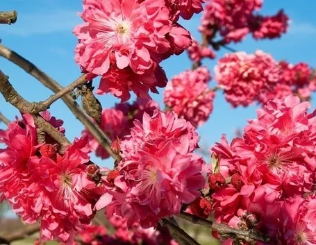 fiori di pesco