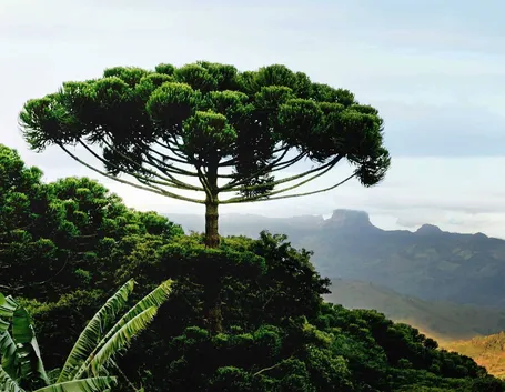 ARAUCARIA