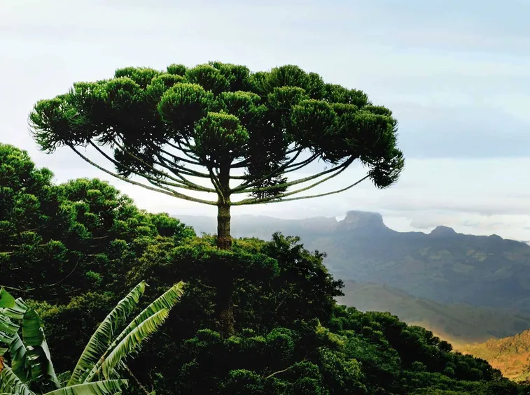 ARAUCARIA
