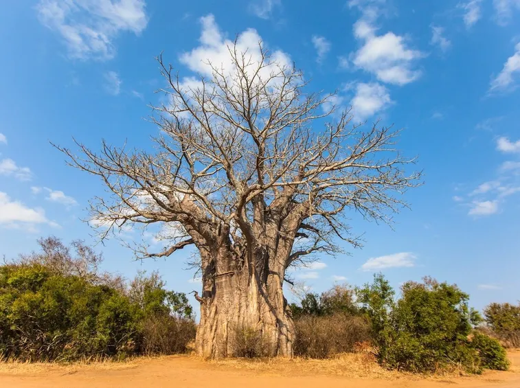 baobab
