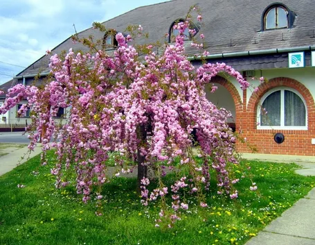 quercia rossa