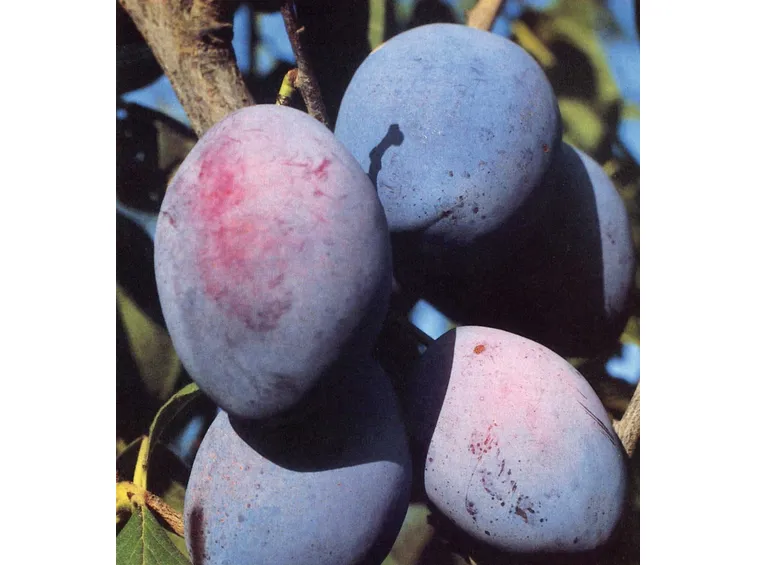 PRUNO