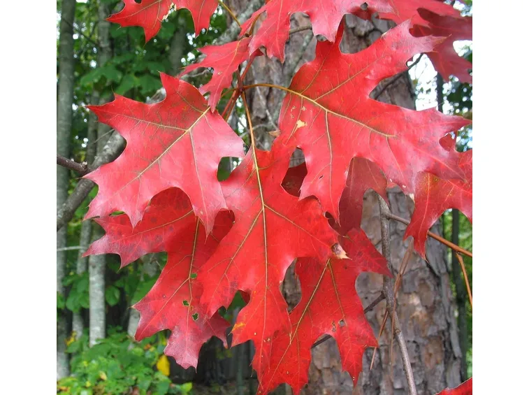 quercia rossa