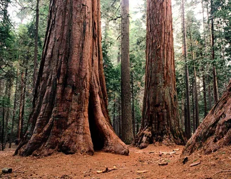 sequoia