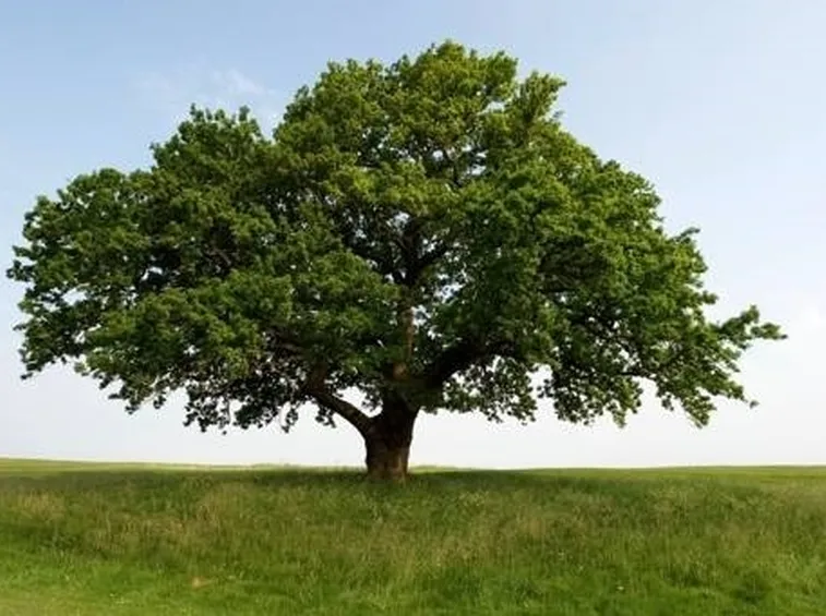 alberi