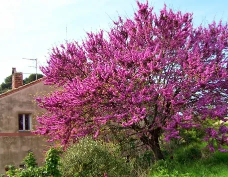 Albero Giuda