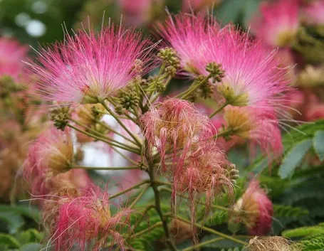 Albizia - fiori
