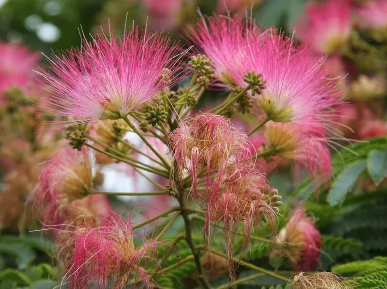 Albizia - fiori