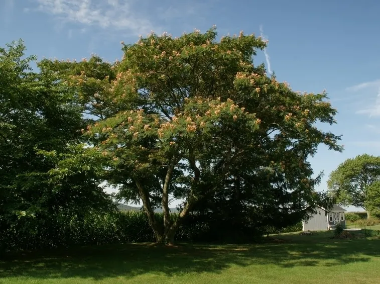 albizia julibrissin