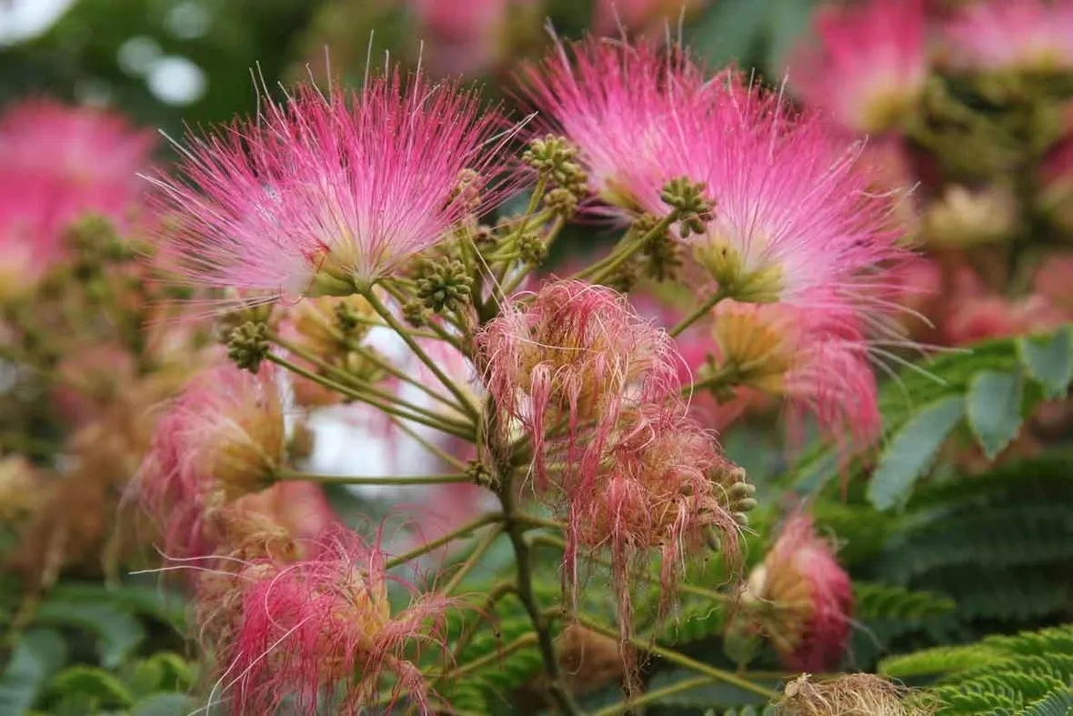 Albizia - fiori