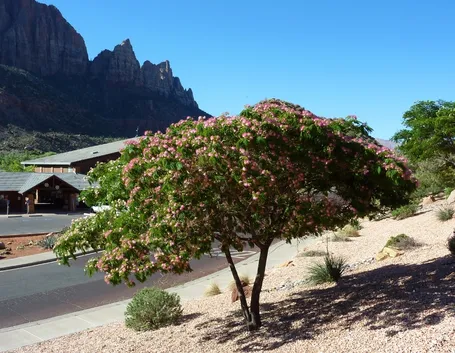 Albizia