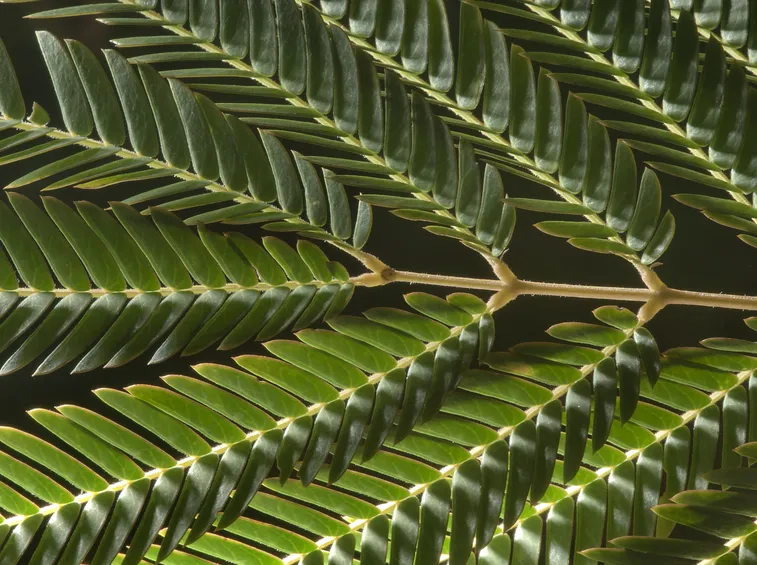 Albizia