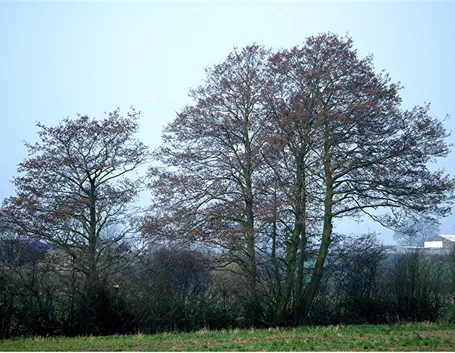 Ontano albero