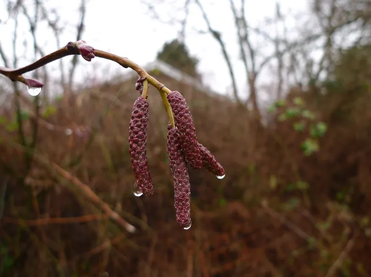 frutti di alnus rubra