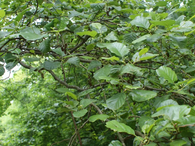 albero ontano