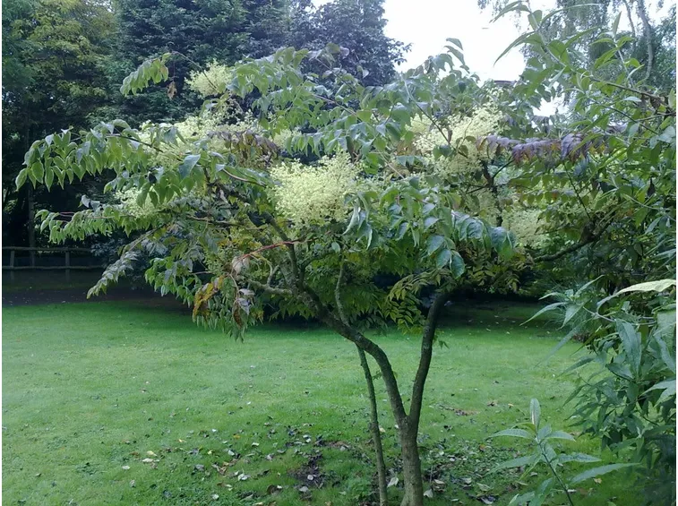 Aralia infiorescenza