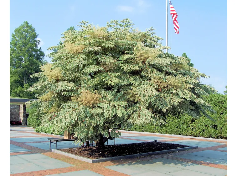 aralia