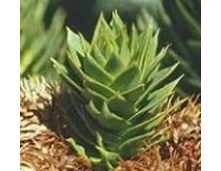 araucaria