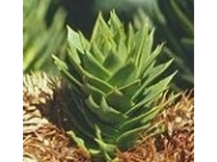 araucaria