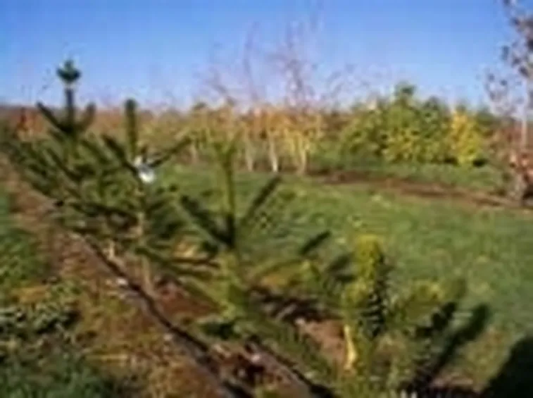 araucaria